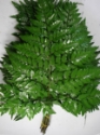 LEATHER LEAF 20 STEMS 